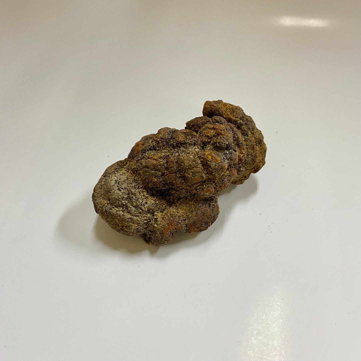 Unidentified Coprolite