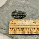 Trilobite - Calymene niagarensis