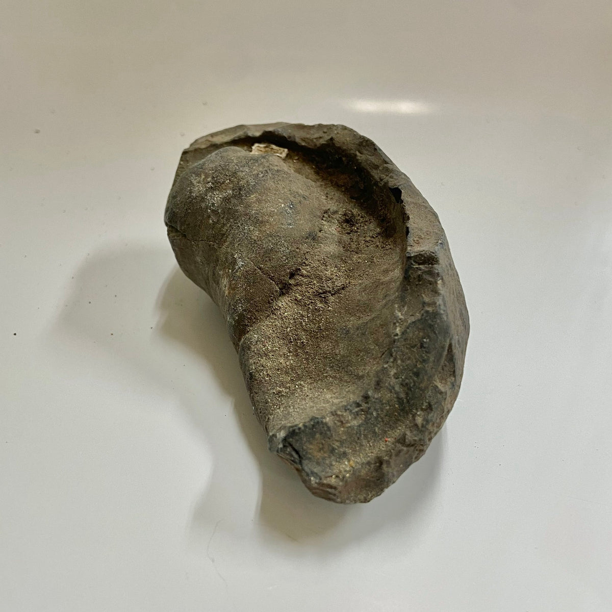Whale Ear Bone