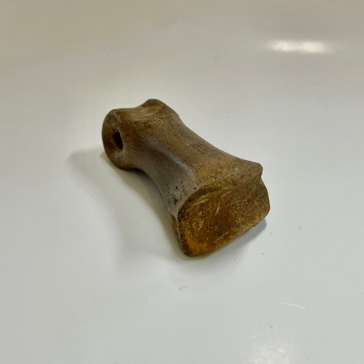 Struthiomimus Metatarsal Toe Bone