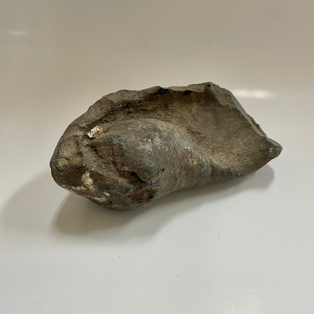 Whale Ear Bone
