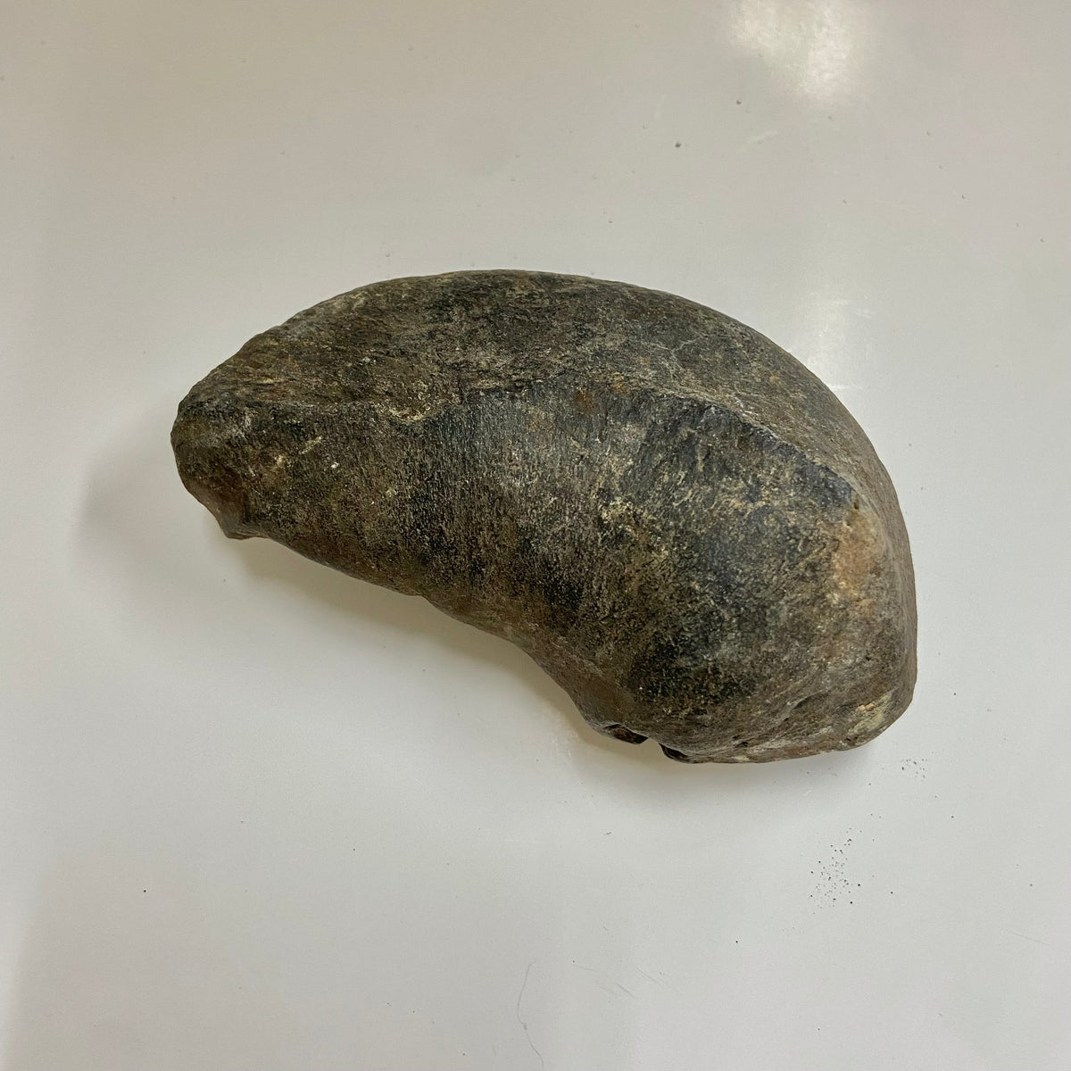 Whale Ear Bone