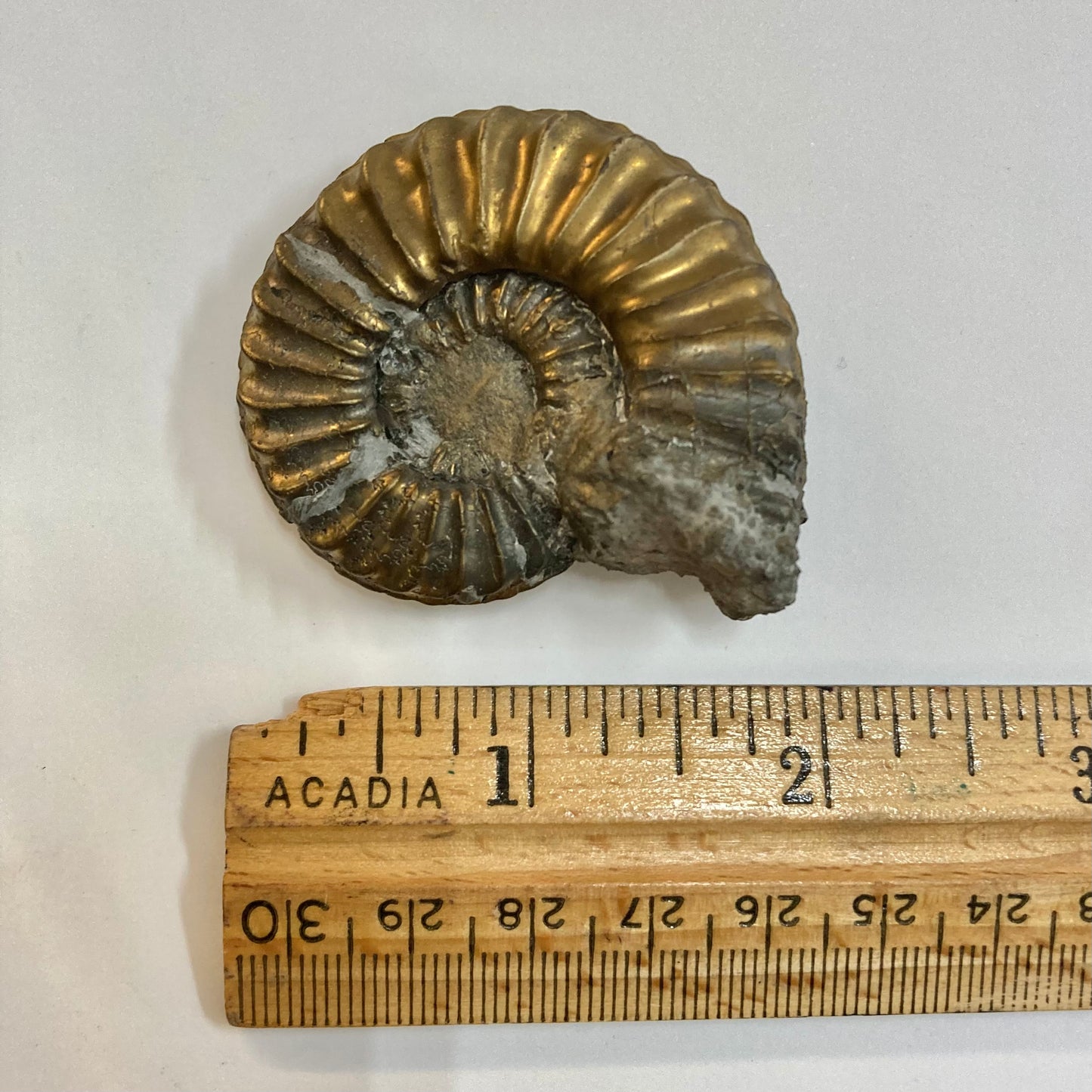 Pyritized Pleuroceras Ammonite