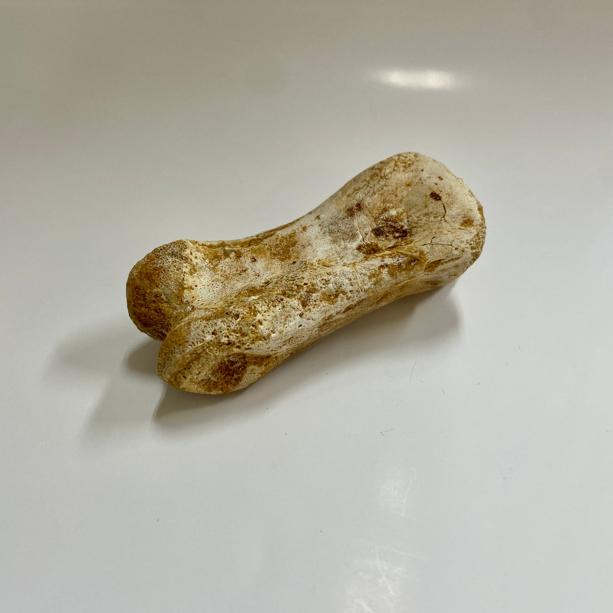 Theropod Toe Bone