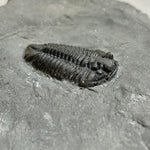 Trilobite - Calymene niagarensis