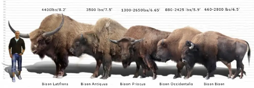 Bison Tooth
