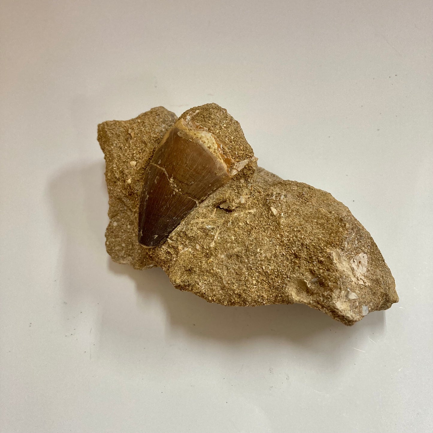 Mosasaur Tooth