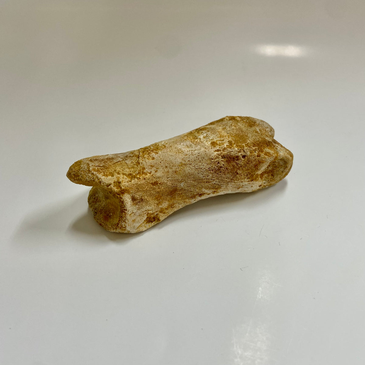 Theropod Toe Bone