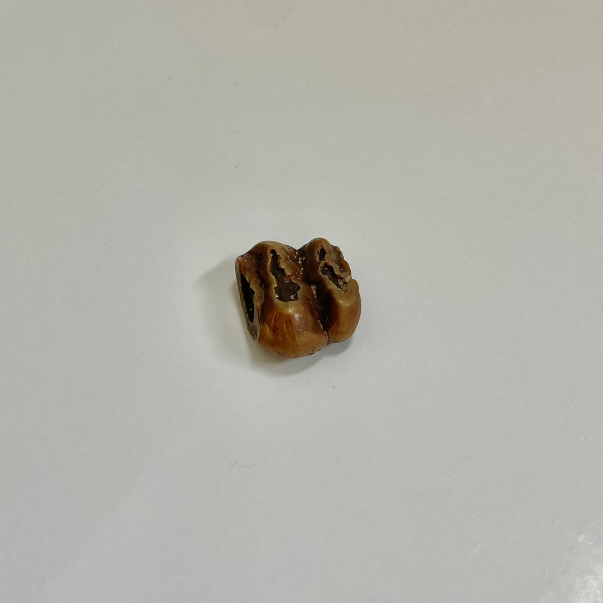 Manatee Tooth