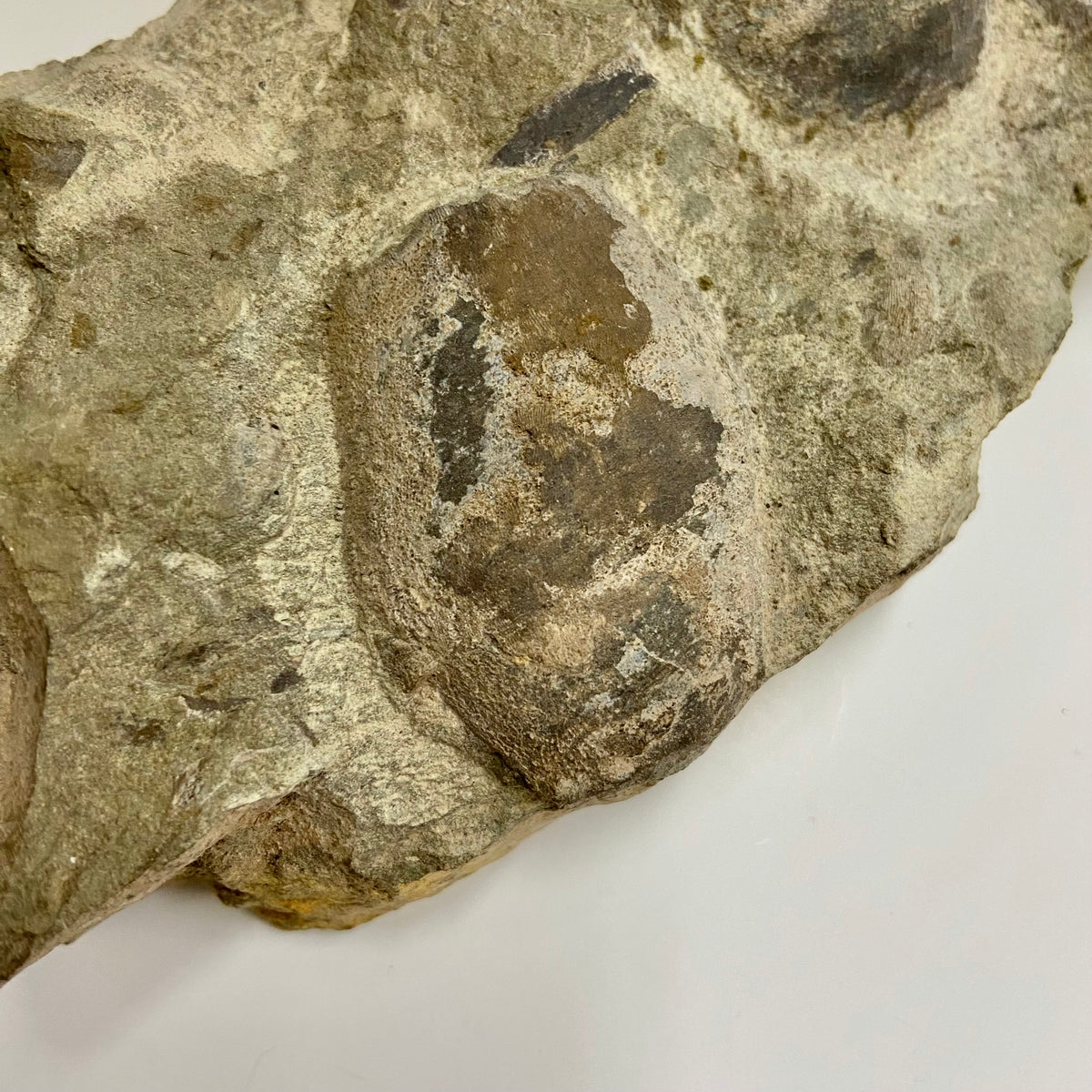 Jawless Armored Fish (Americaspis americana)