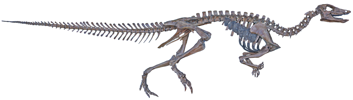 Thescelosaurus Metatarsal Toe Bone