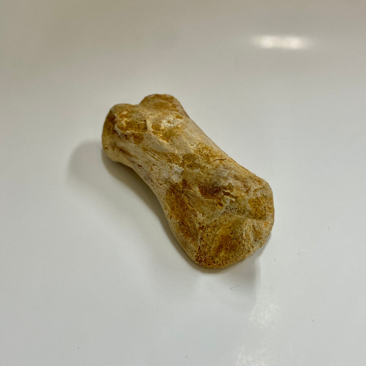 Theropod Toe Bone