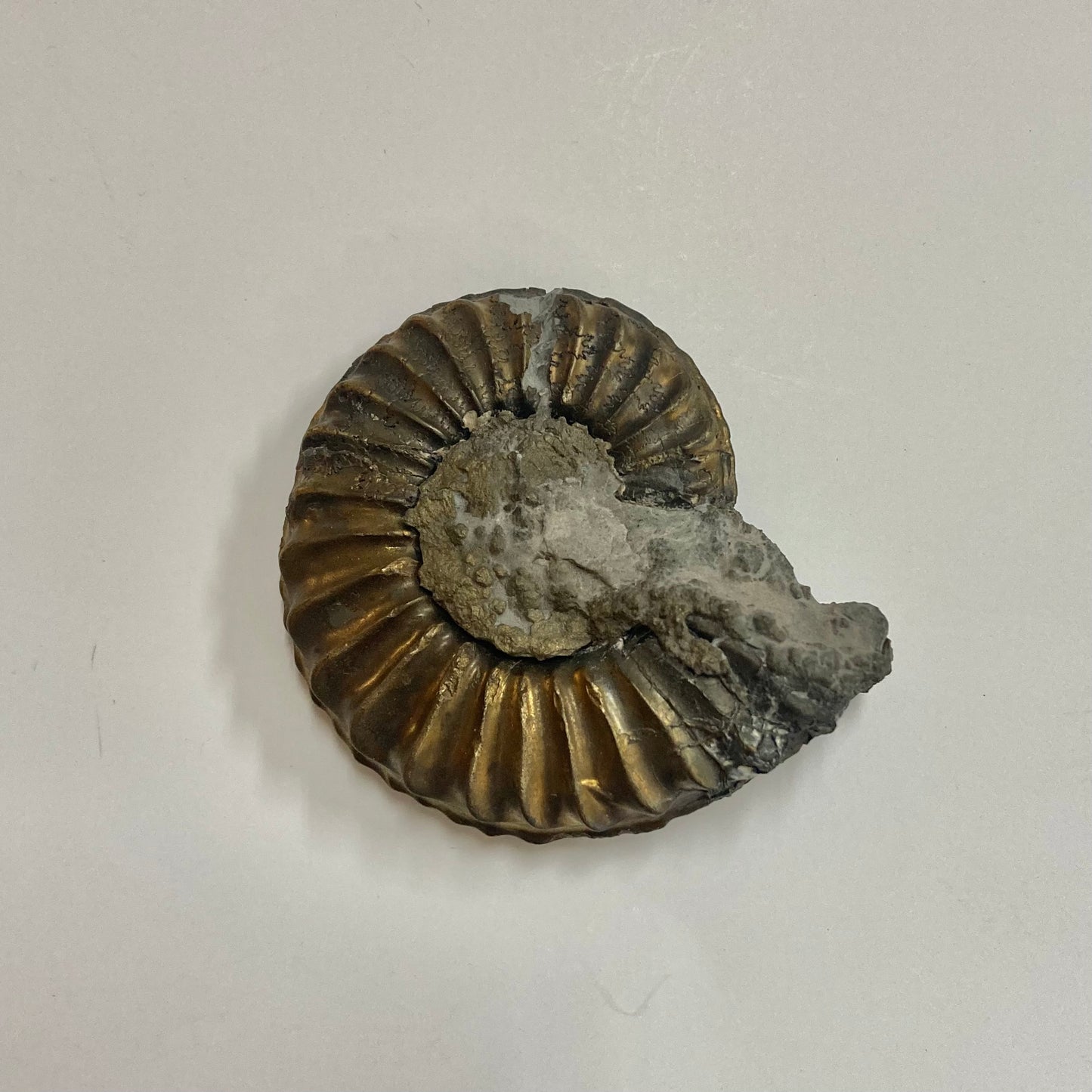 Pyritized Pleuroceras Ammonite