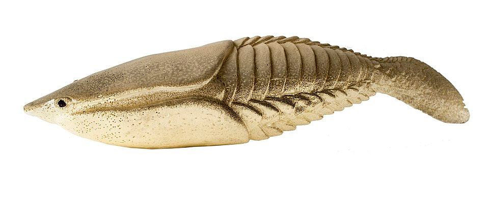 Jawless Fish (Cyathaspidida)