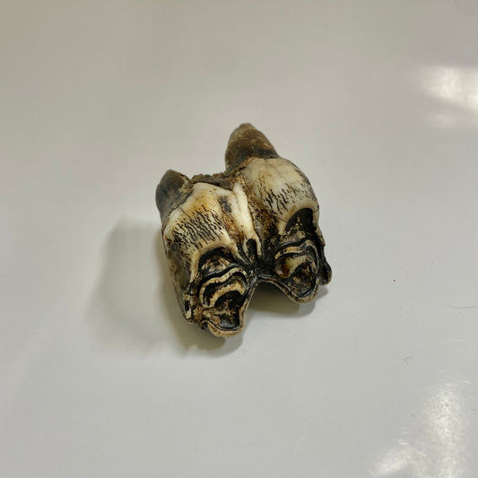 Bison Tooth