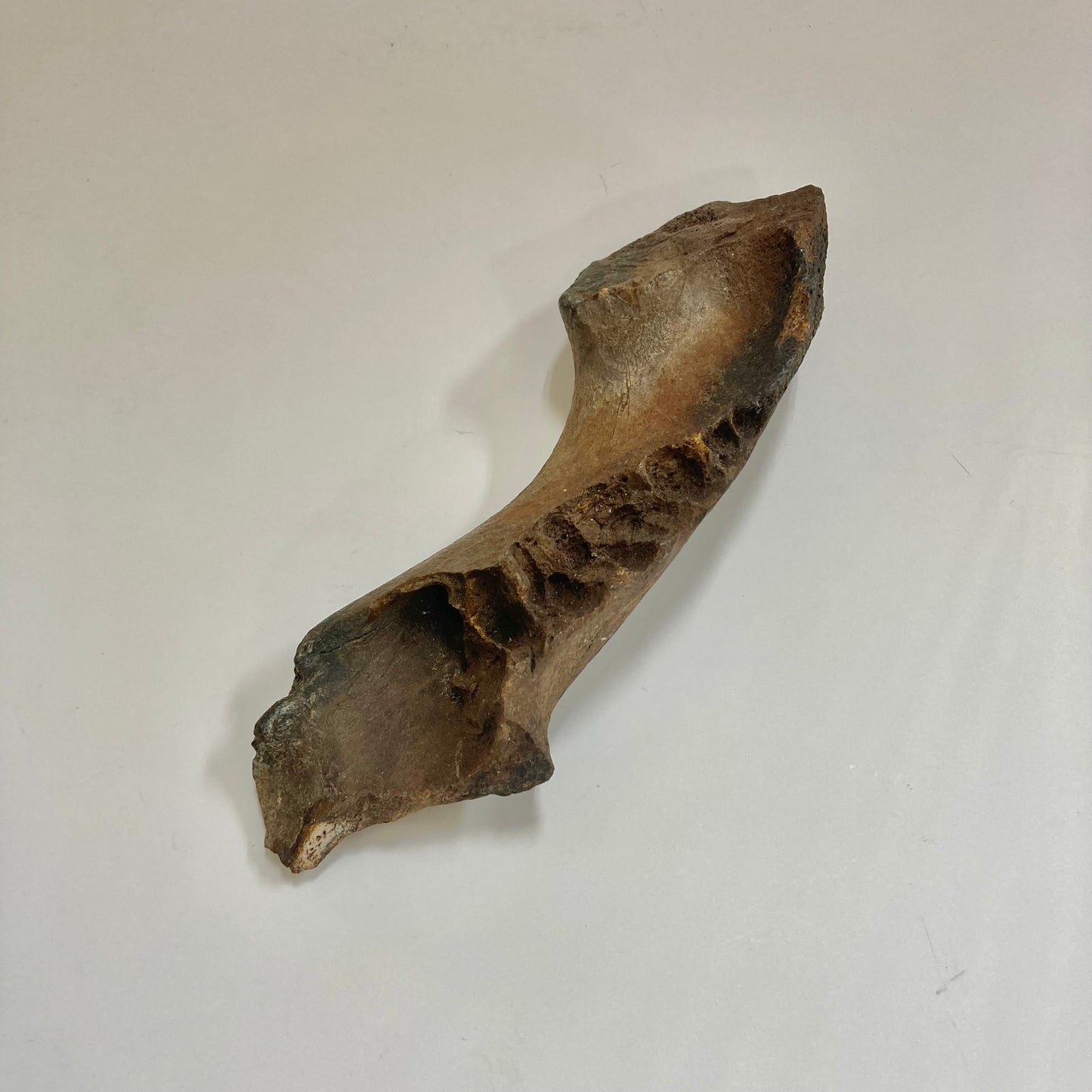 Manatee Jaw