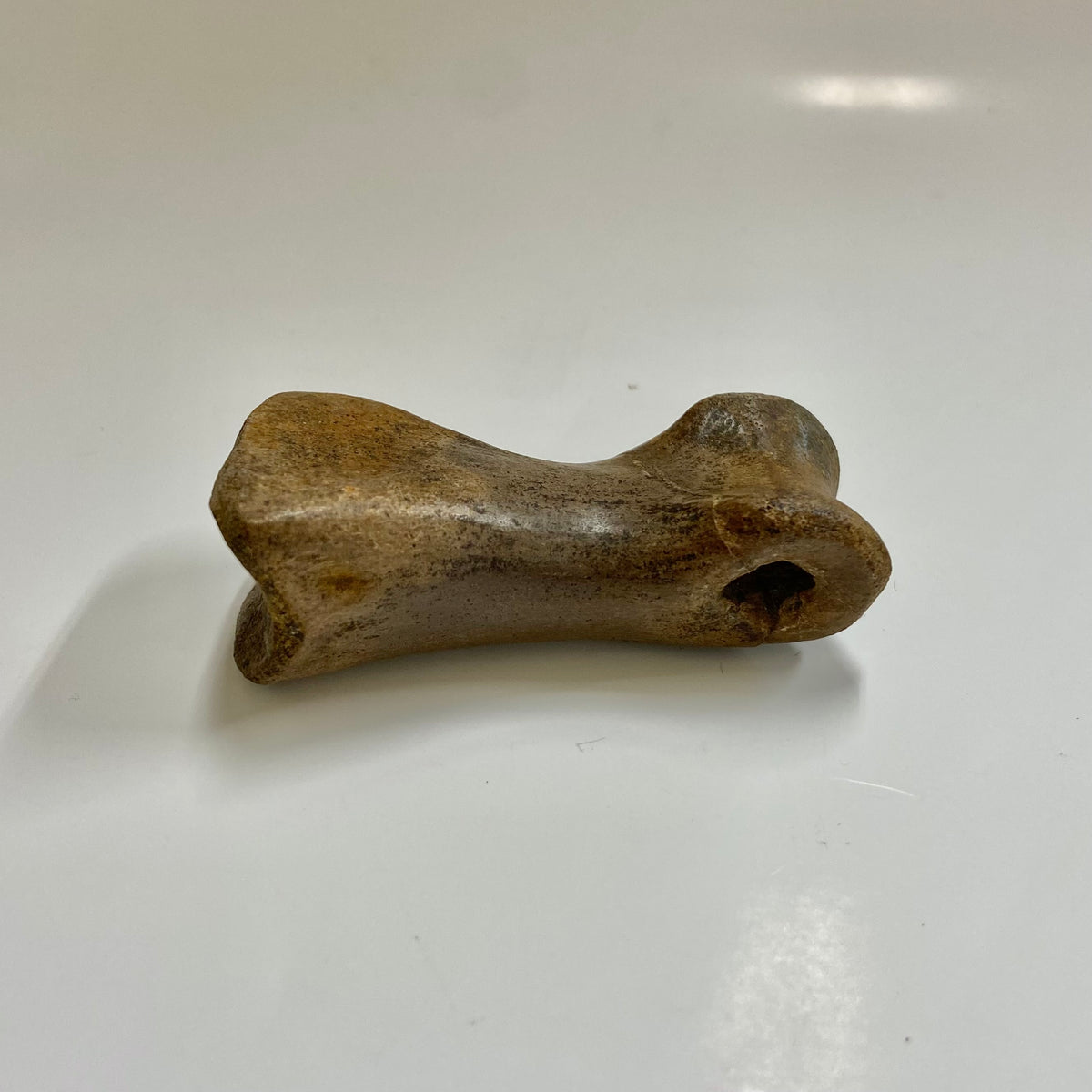 Struthiomimus Metatarsal Toe Bone