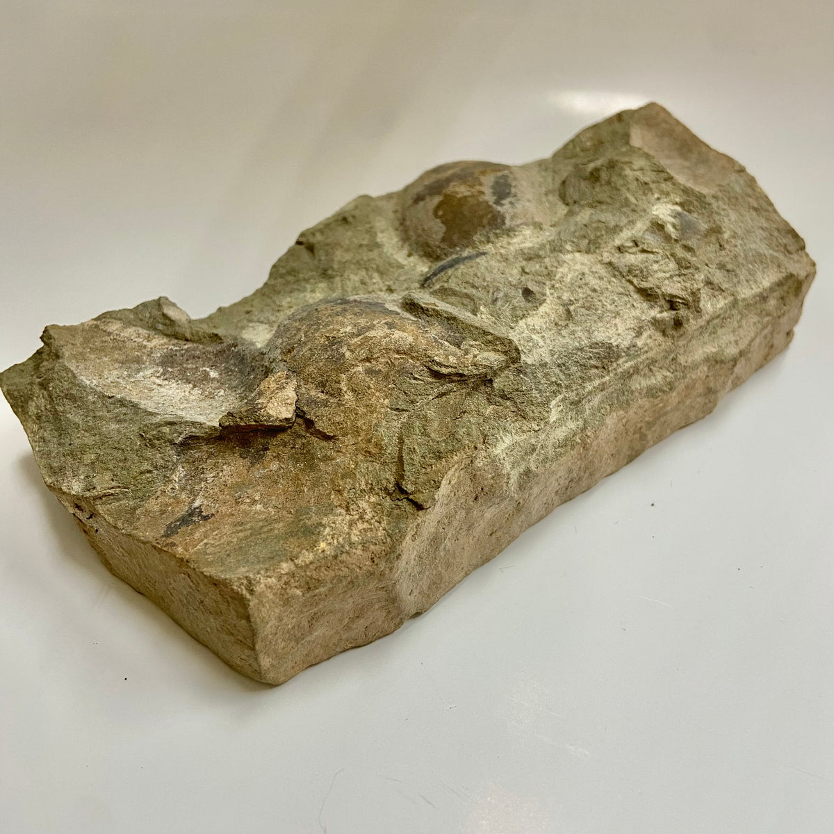 Jawless Armored Fish (Americaspis americana)