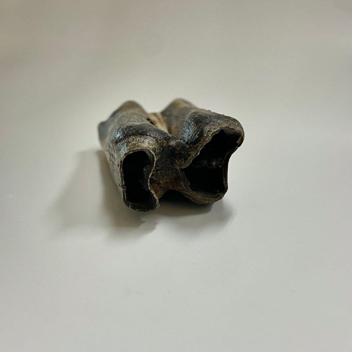 Bison Tooth