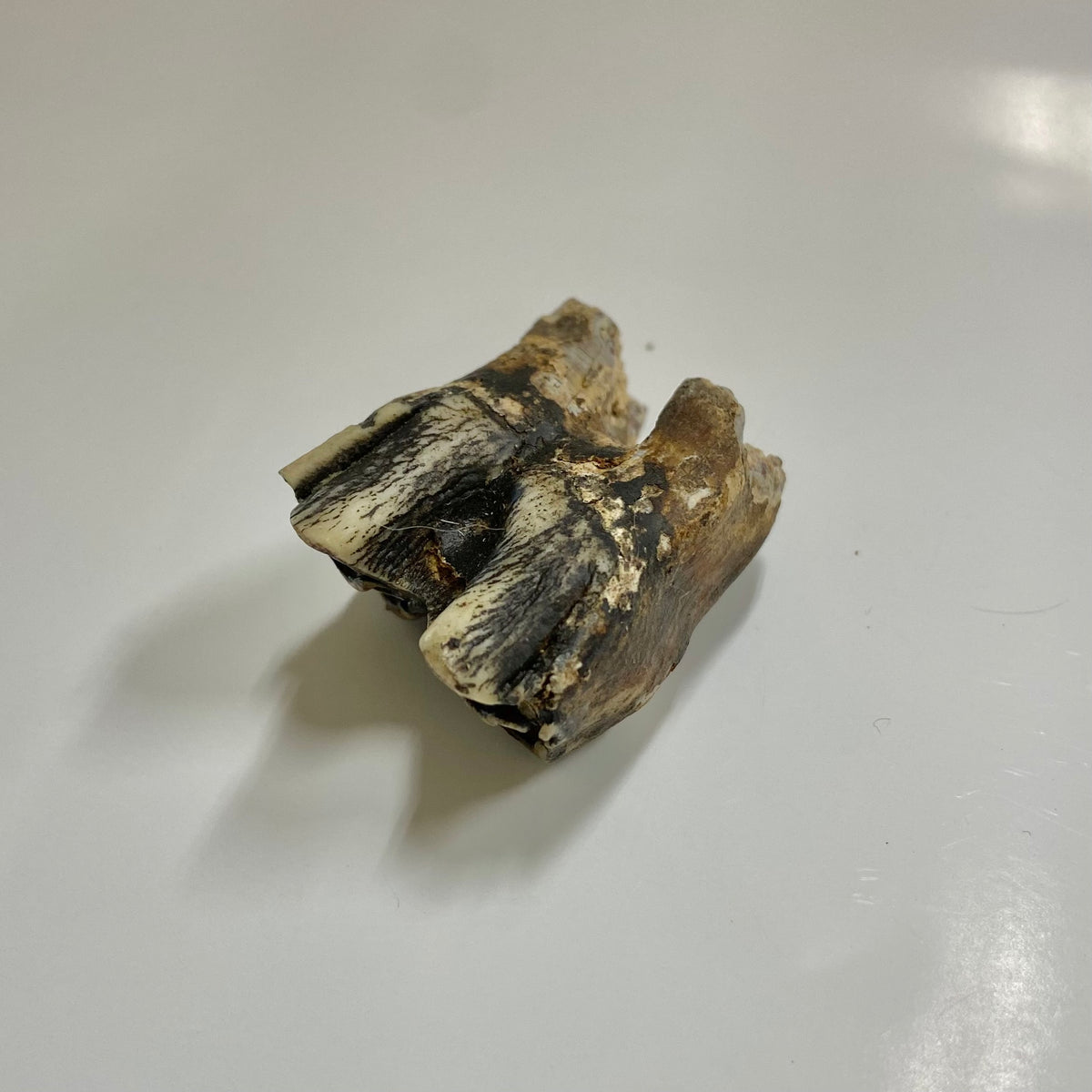 Bison Tooth