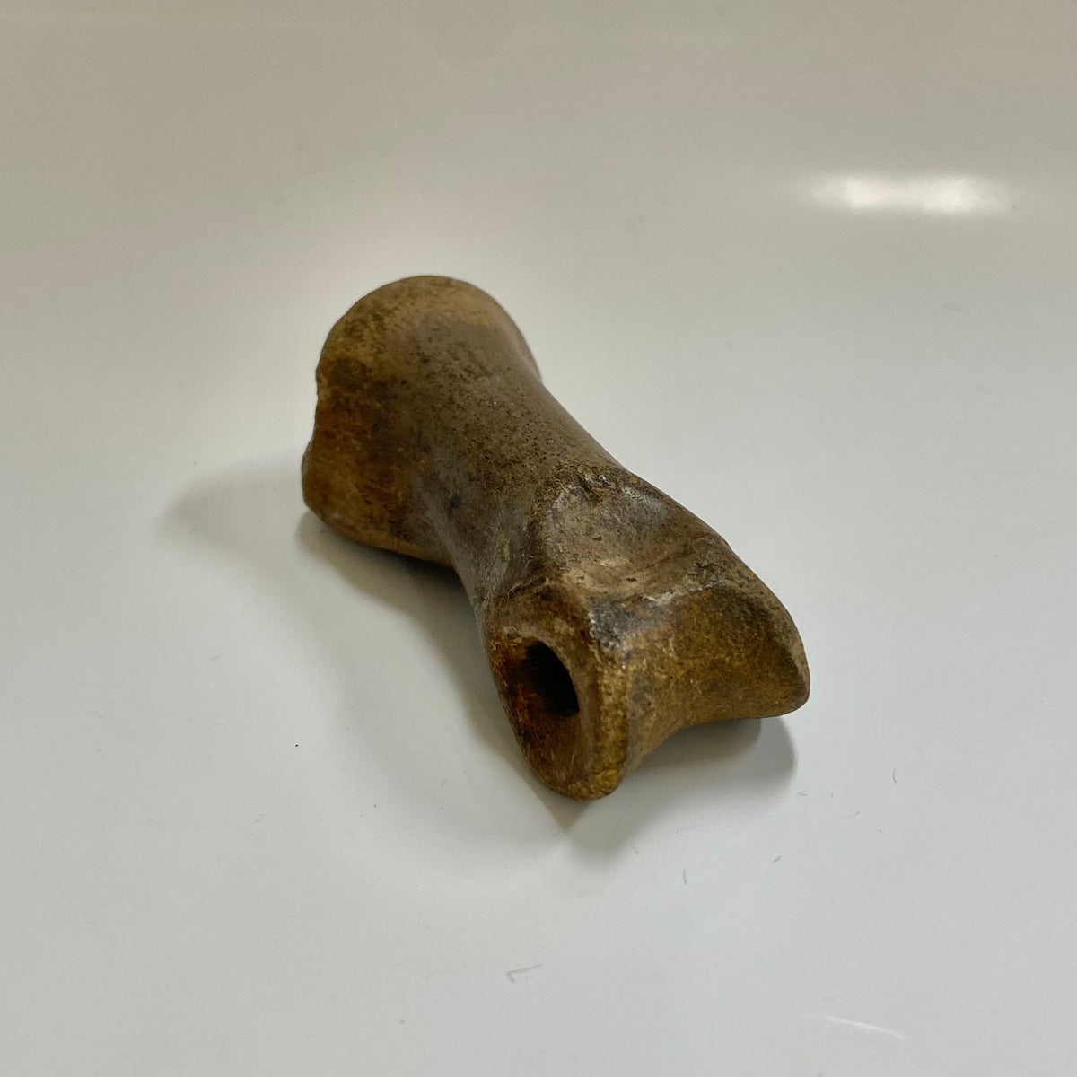 Struthiomimus Metatarsal Toe Bone