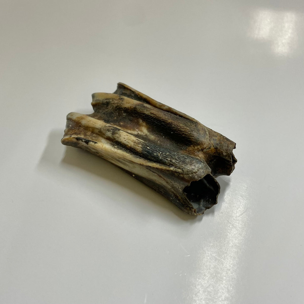 Bison Tooth