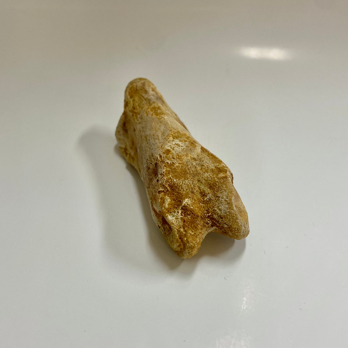 Theropod Toe Bone