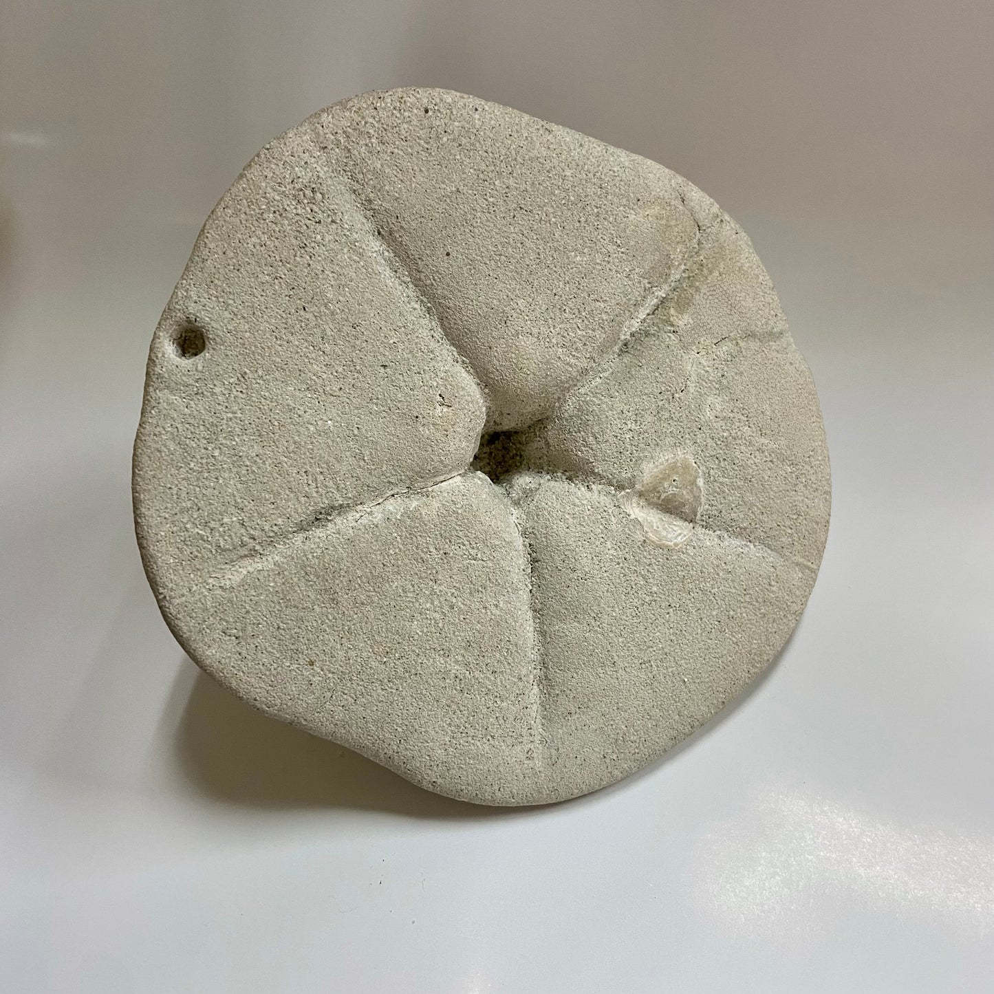 Clypeaster Sea Urchin