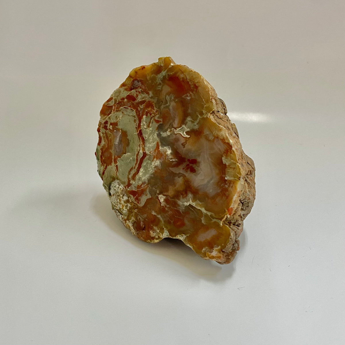 Dinosaur Coprolite