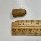 Fossil Beluga Whale Tooth