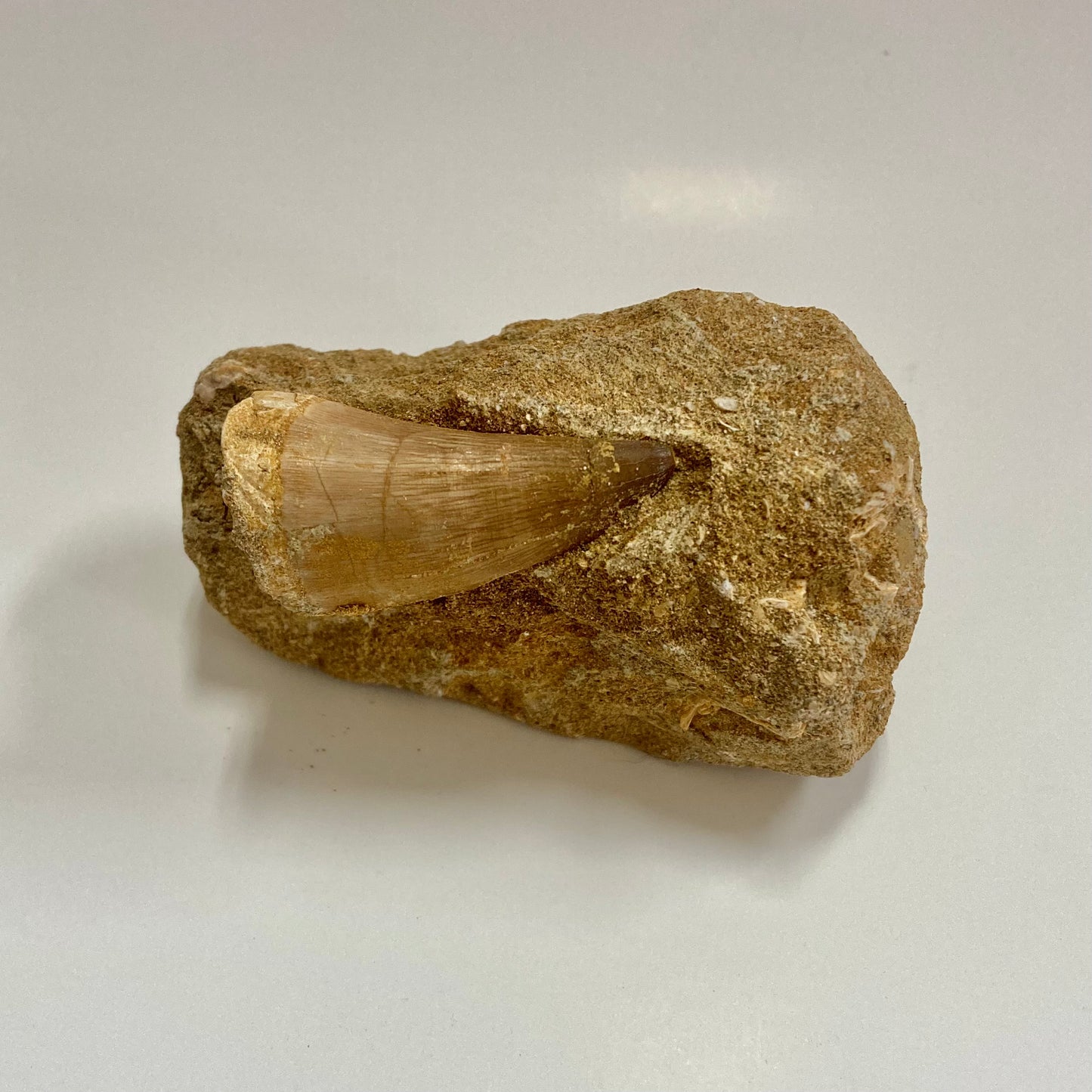 Mosasaur Tooth