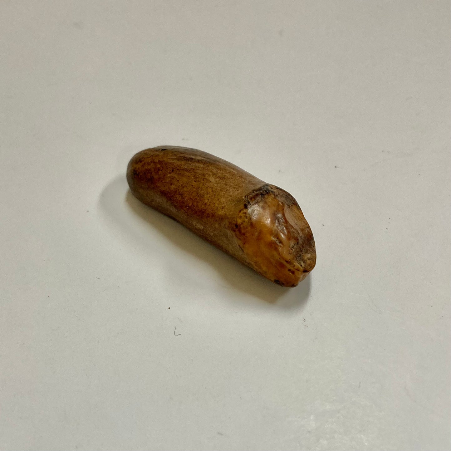 Fossil Beluga Whale Tooth