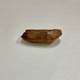 Fossil Beluga Whale Tooth