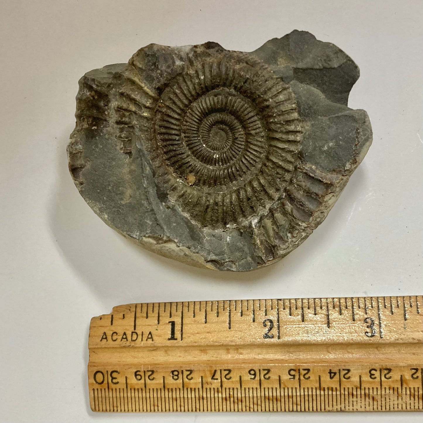 Ammonite - Dactylioceras sp.