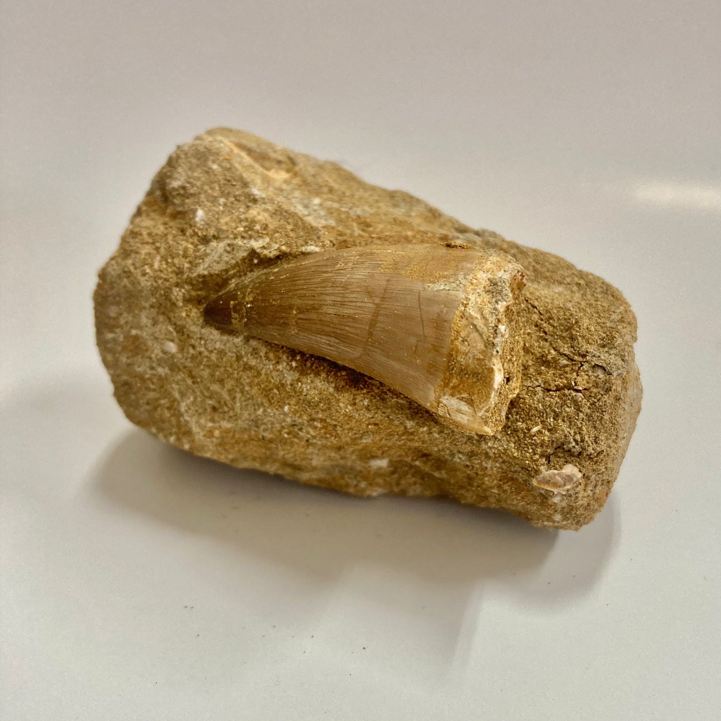 Mosasaur Tooth