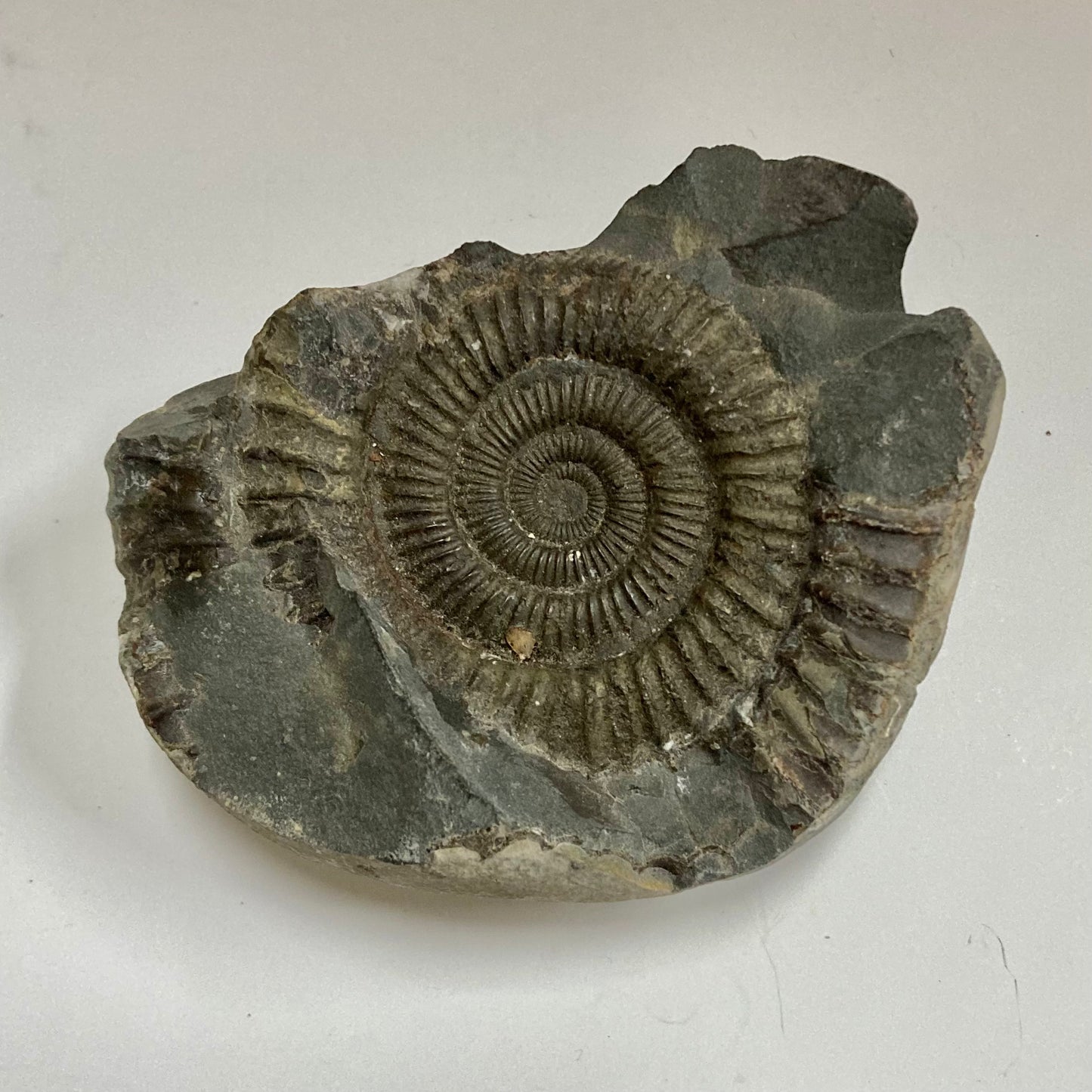 Ammonite - Dactylioceras sp.