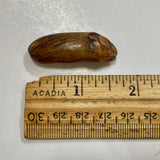 Fossil Beluga Whale Tooth