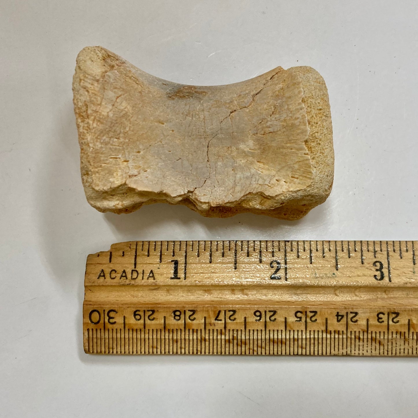 Juvenile Spinosaurus Dorsal Vertebra