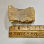 Juvenile Spinosaurus Dorsal Vertebra