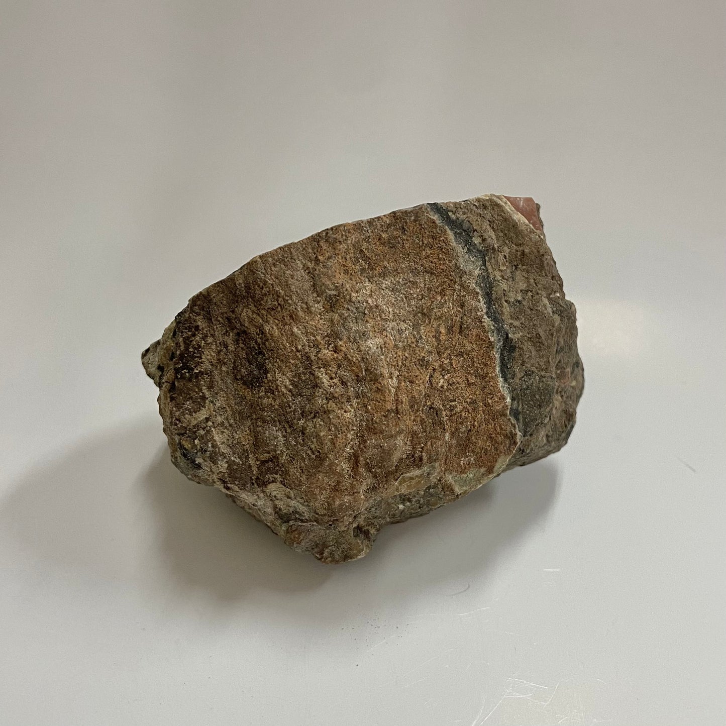 Dinosaur Coprolite