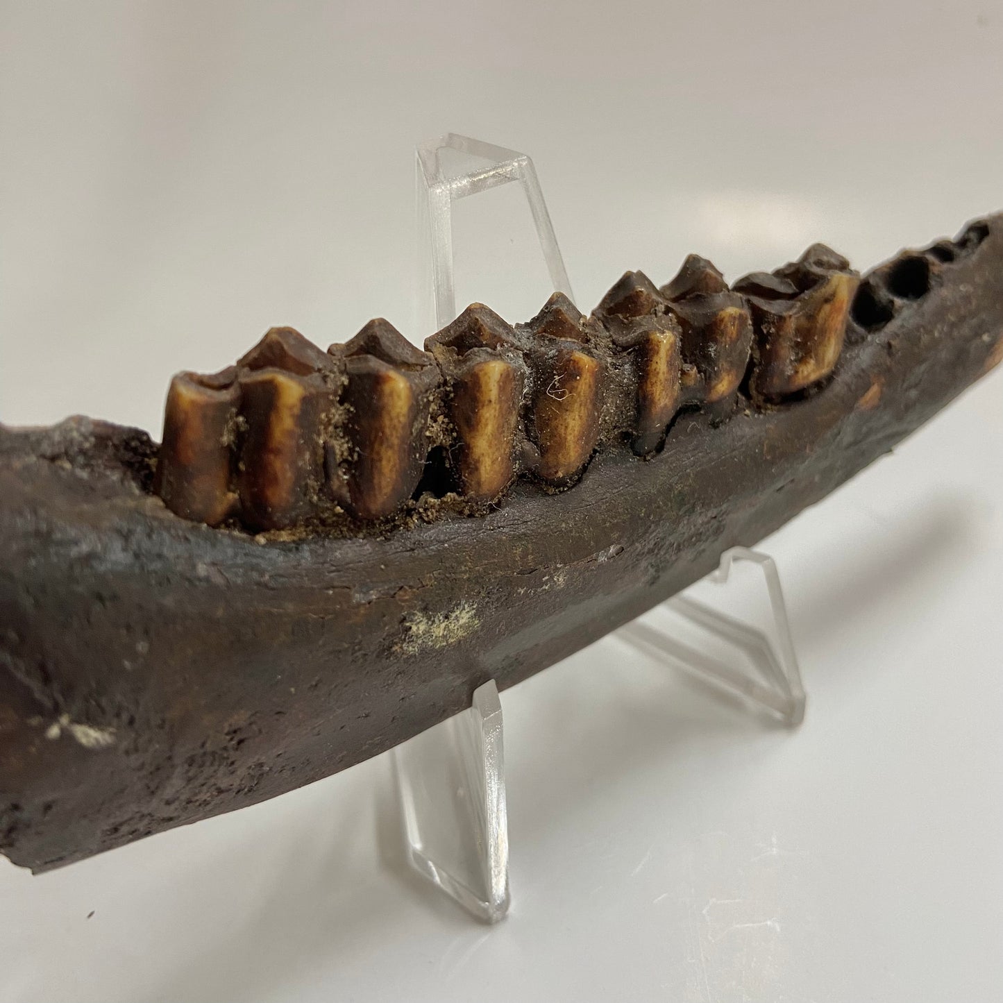 Pleistocene Deer Jaw