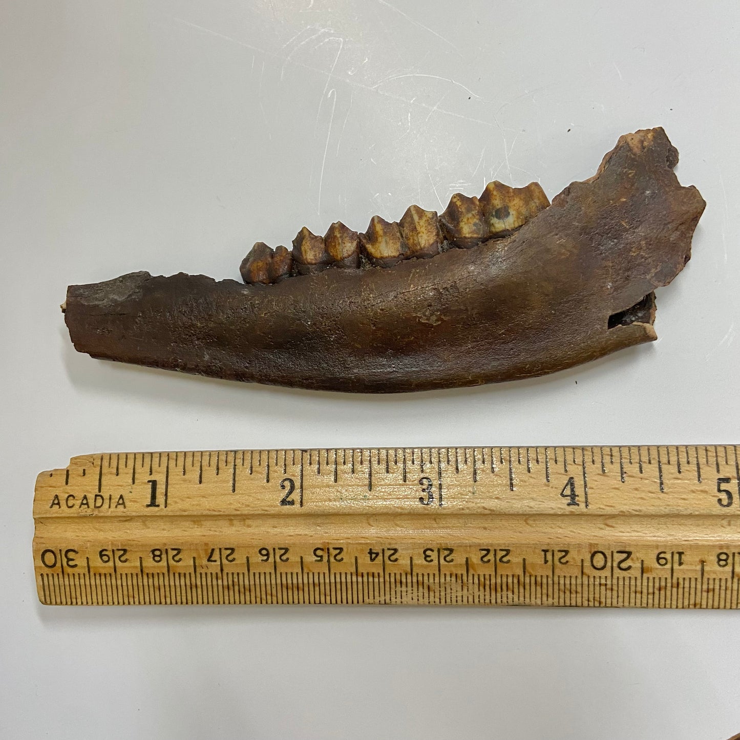 Pleistocene Deer Jaw