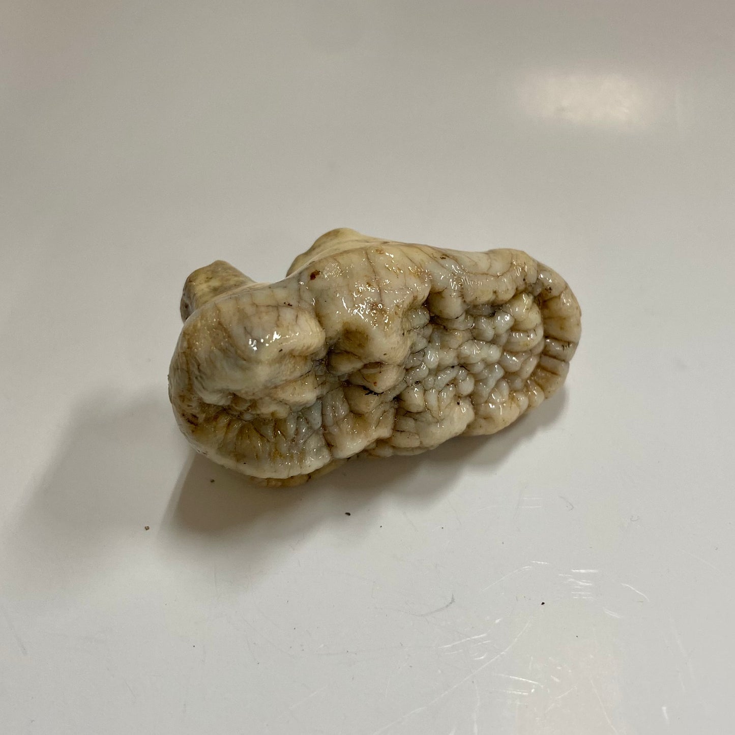 Cave Bear Molar Tooth