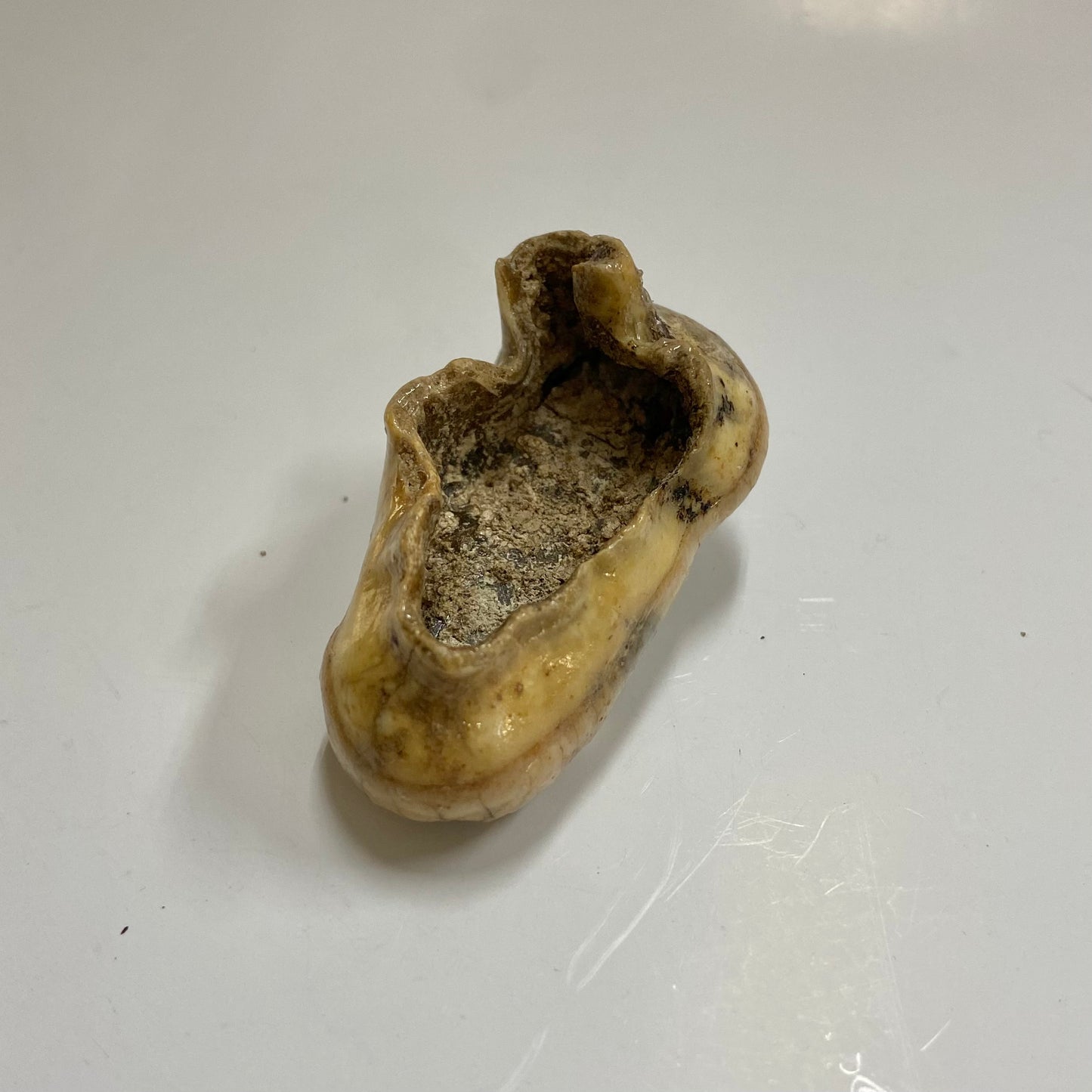 Cave Bear Molar Tooth