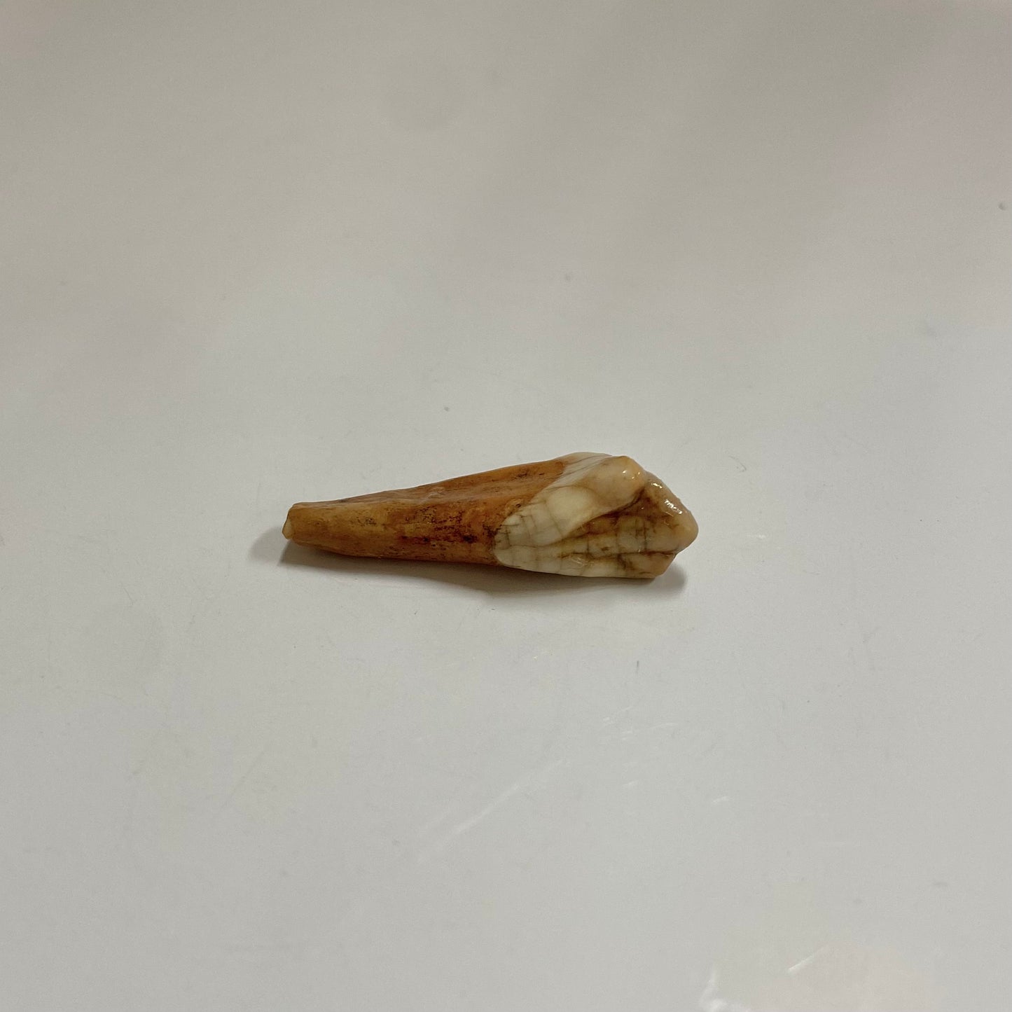 Cave Bear Juvenile Tooth