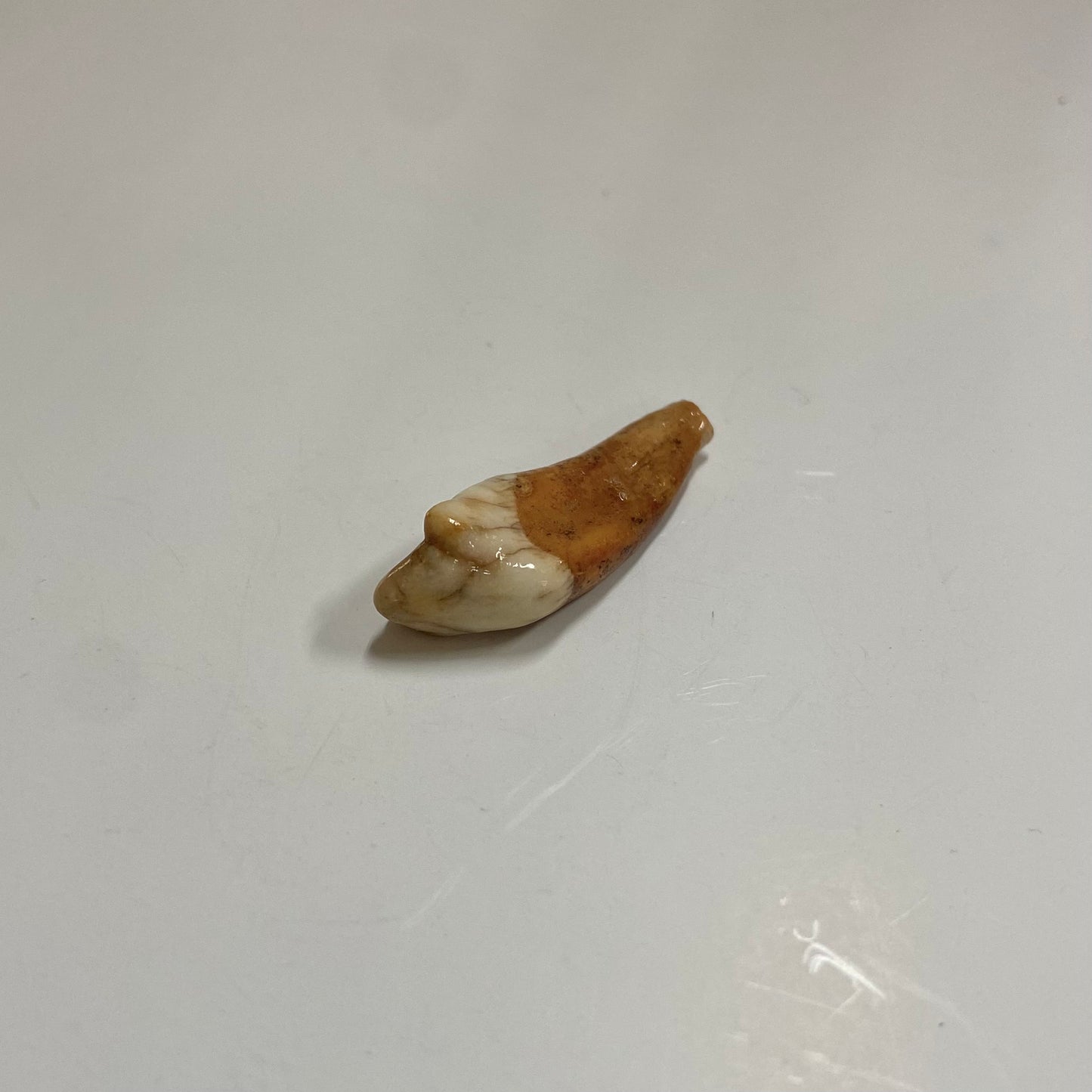 Cave Bear Juvenile Tooth