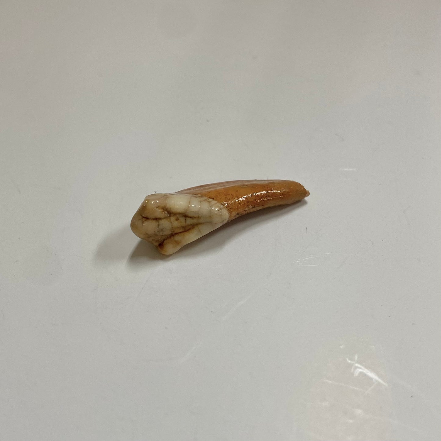 Cave Bear Juvenile Tooth