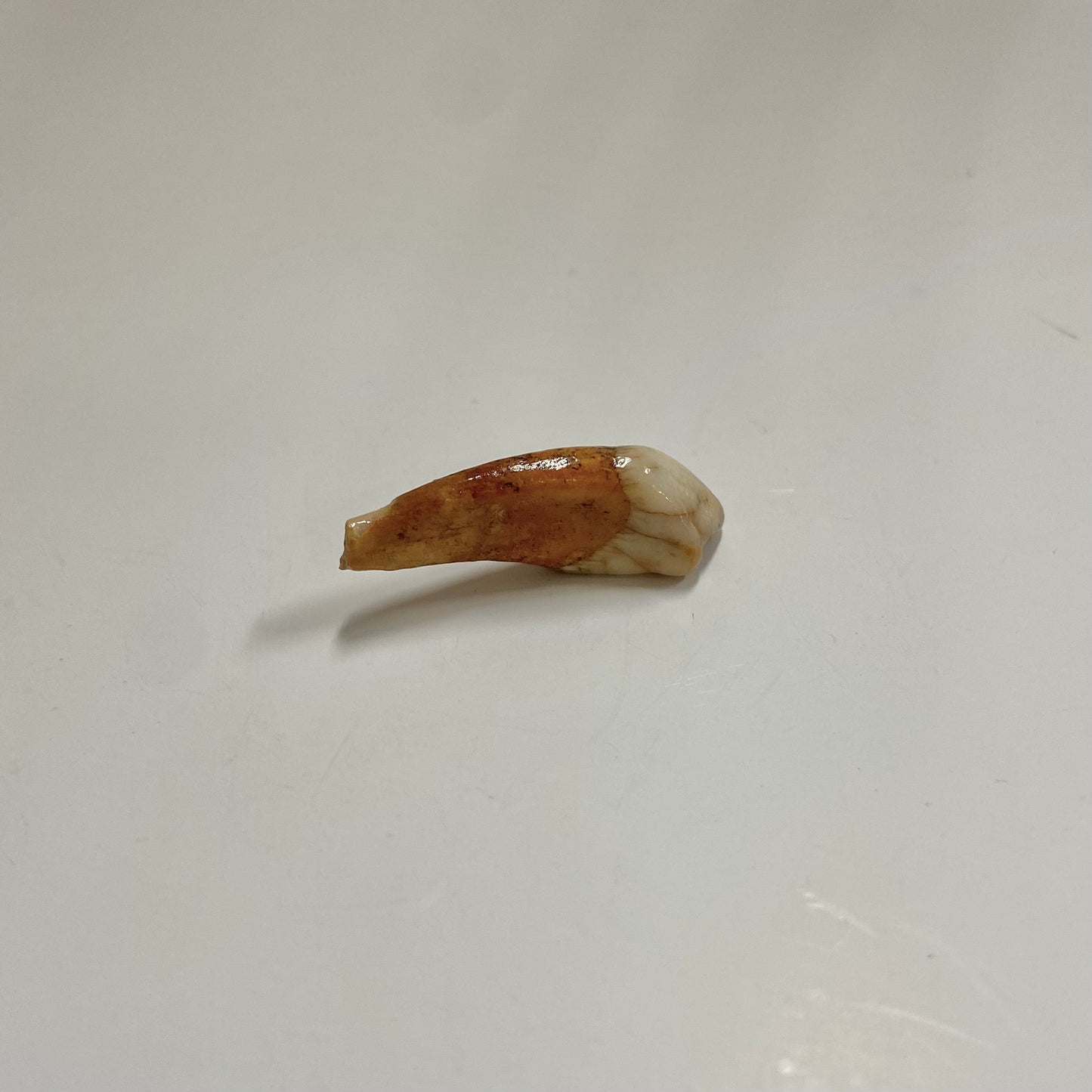 Cave Bear Juvenile Tooth