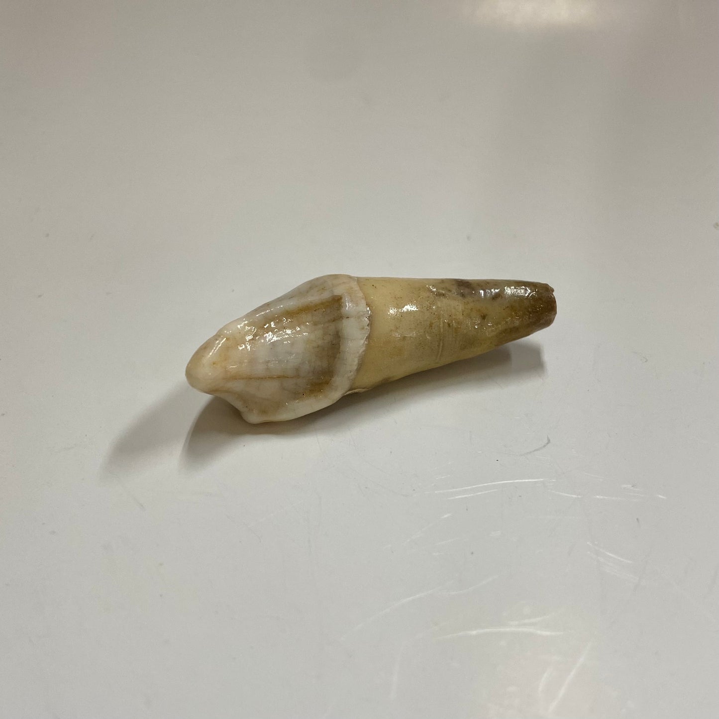 Cave Bear Incisor Tooth