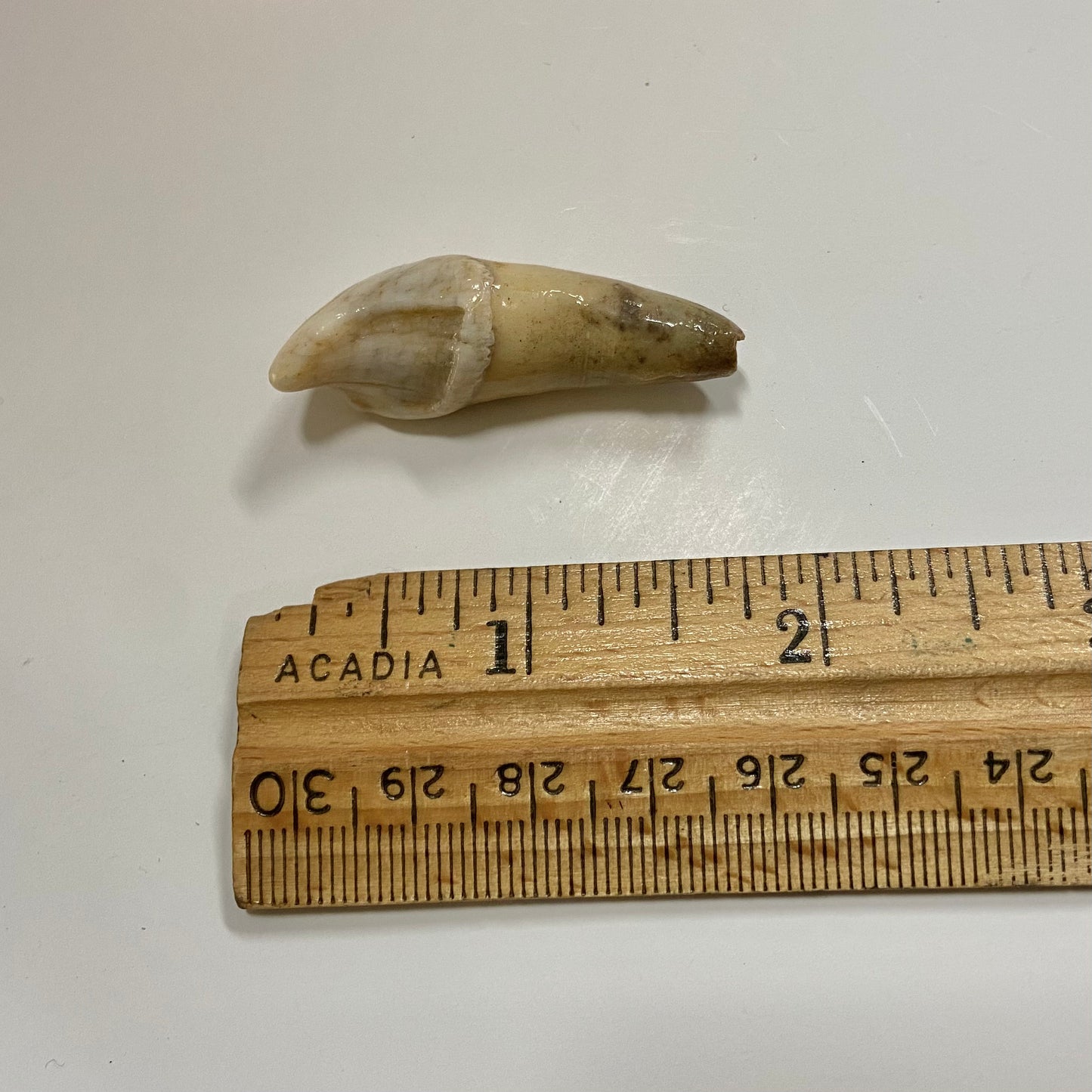 Cave Bear Incisor Tooth